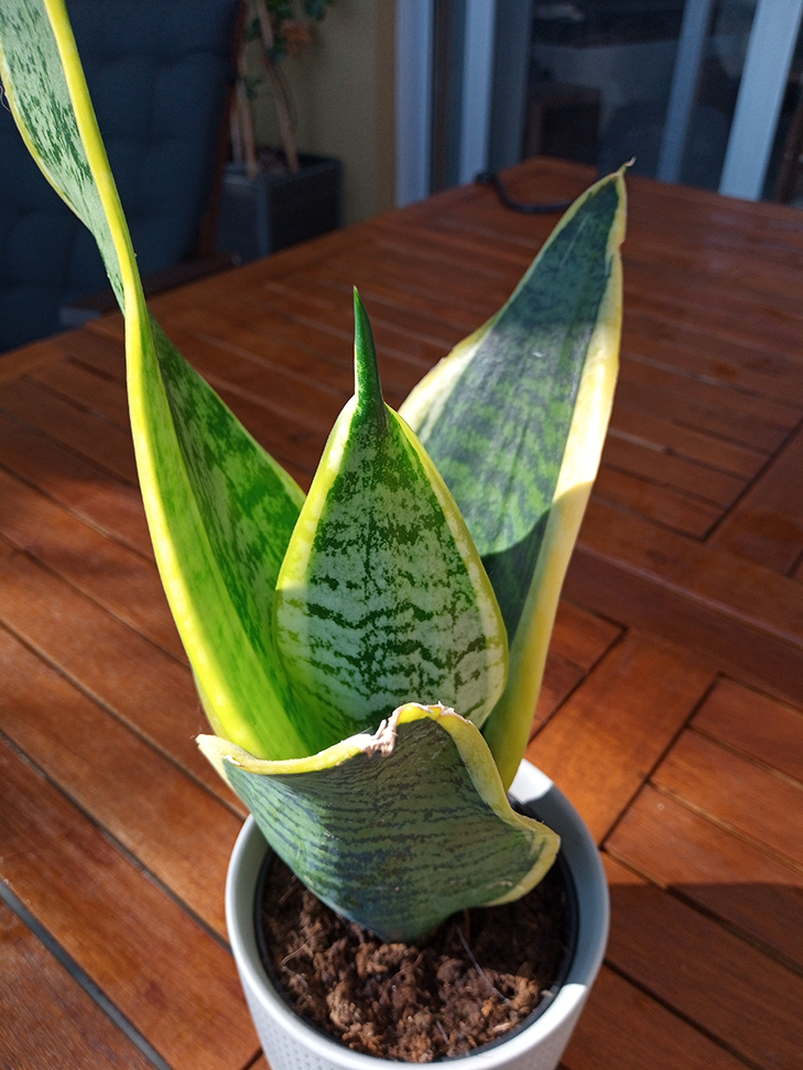 Moto G8 Power Lite Camera Sample - Macro and Primary Moto G8 Power Lite Camera Sample - Macro and Primary