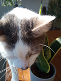 Moto G8 Power Lite Camera Sample - Photo Burst Moto G8 Power Lite Camera Sample - Photo Burst