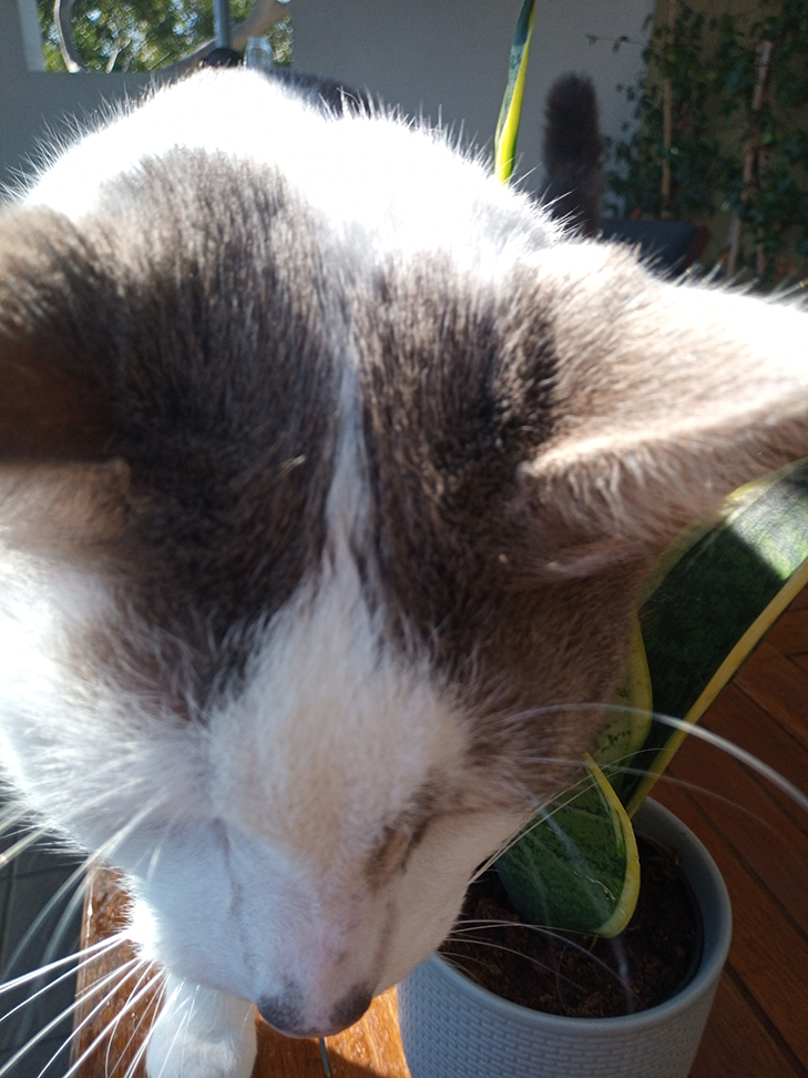 Moto G8 Power Lite Camera Sample - Burst 2 Moto G8 Power Lite Camera Sample - Burst 2