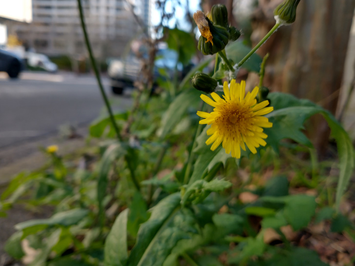 Moto G8 camera sample: flower Moto G8 camera sample: flower