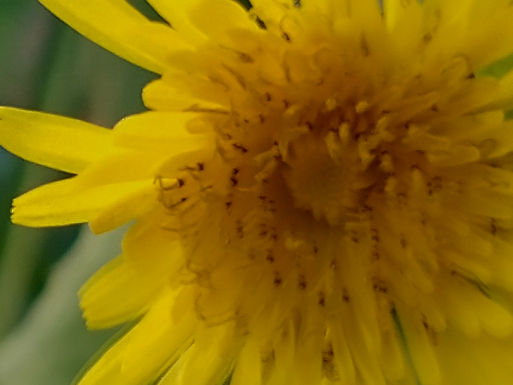 Moto G8 camera sample: 100% crop of flower Moto G8 camera sample: 100% crop of flower