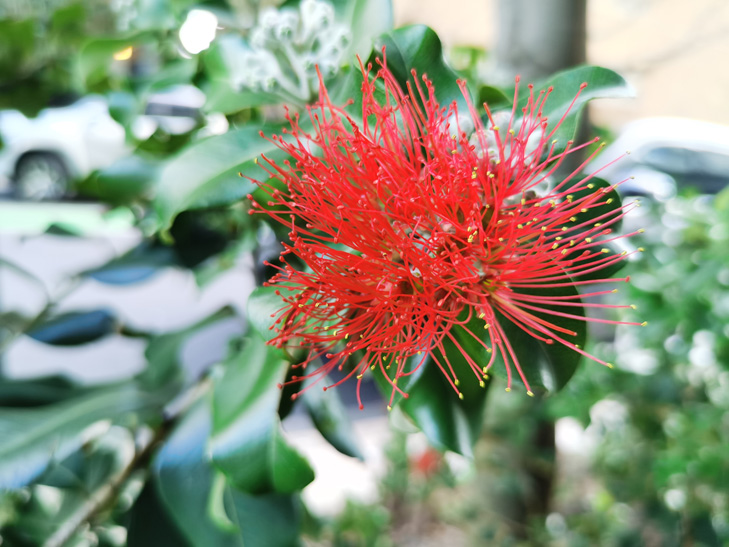 Huawei Mate XS camera sample - flower Huawei Mate XS camera sample - flower