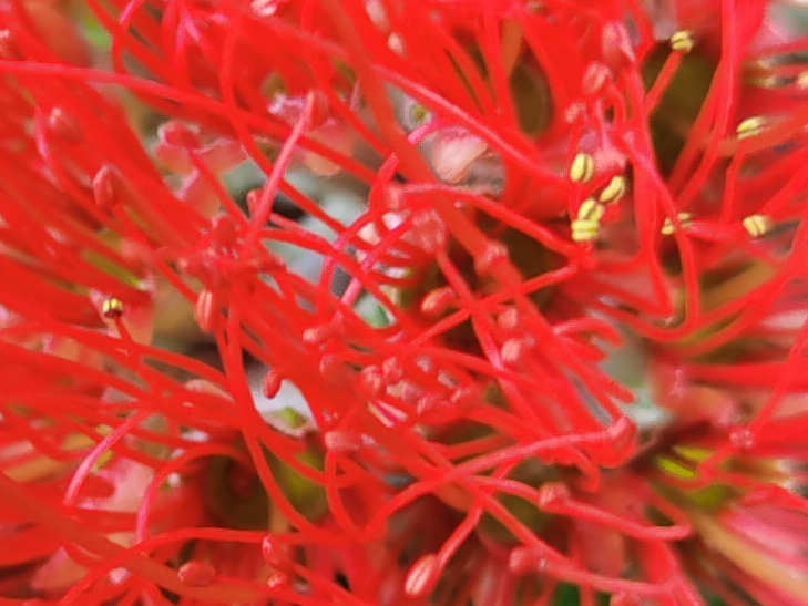 Huawei Mate XS camera sample - 100% crop of flower Huawei Mate XS camera sample - 100% crop of flower