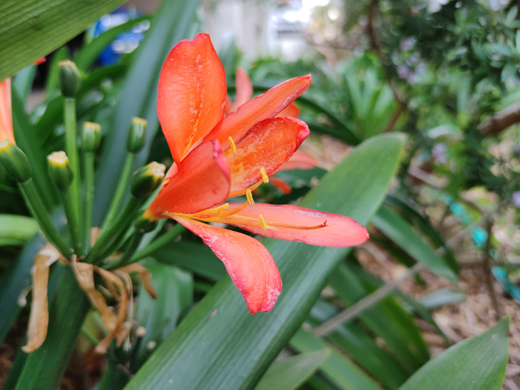 LG Velvet camera sample - flower LG Velvet camera sample - flower