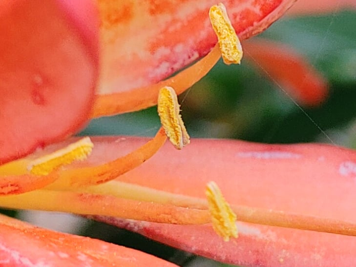 LG Velvet camera sample - 100% crop of flower LG Velvet camera sample - 100% crop of flower