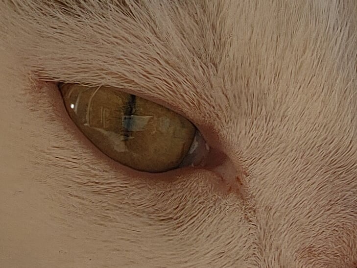 LG Velvet camera sample - 100% crop of Manny LG Velvet camera sample - 100% crop of Manny