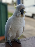 Desc