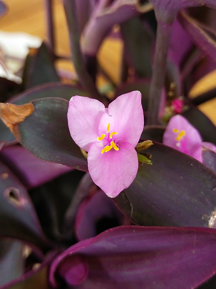 Vivo Y70 review - primary lens 300% crop Vivo Y70 review - primary lens 300% crop