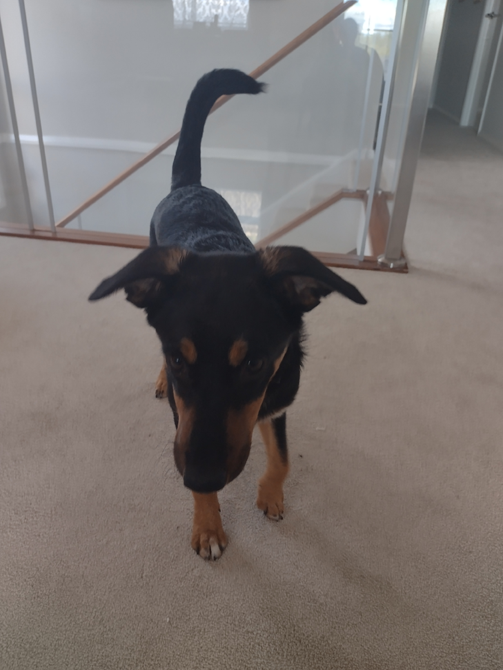Moto G9 Play: Camera Sample - Dog walking Moto G9 Play: Camera Sample - Dog walking