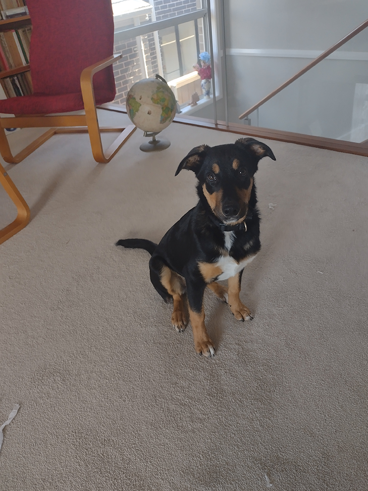 Moto G9 Play: Camera Sample - Dog sitting Moto G9 Play: Camera Sample - Dog sitting