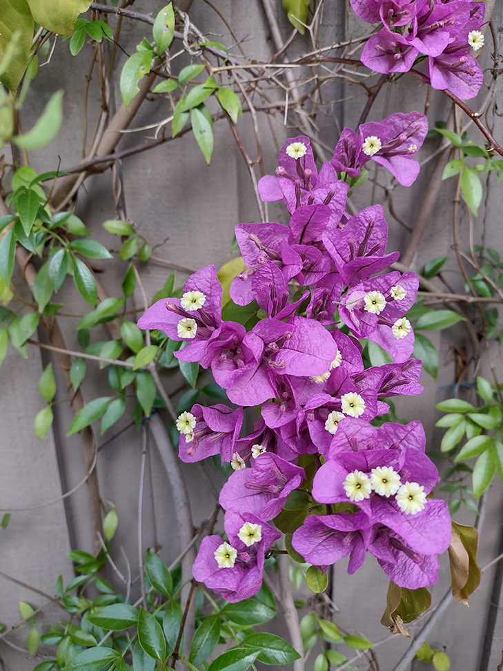 Moto G9 Play: Camera Sample - purple flowers Moto G9 Play: Camera Sample - purple flowers