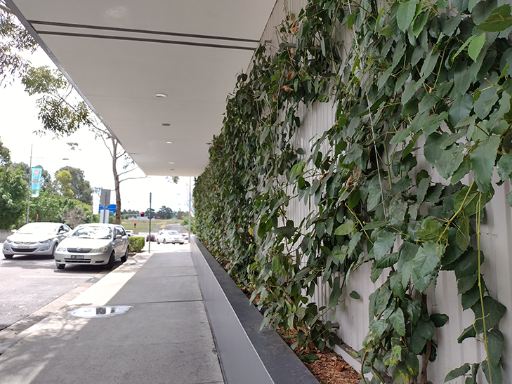 Moto G9 Play: Camera Sample - vines Moto G9 Play: Camera Sample - vines