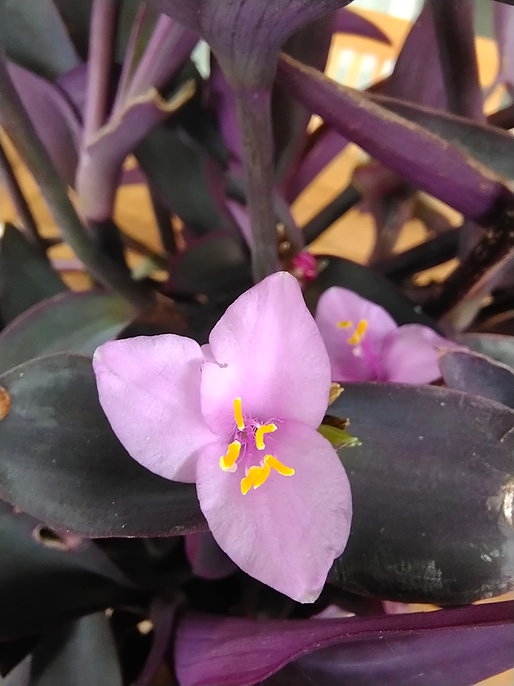 Vivo Y70 review - macro lens Vivo Y70 review - macro lens
