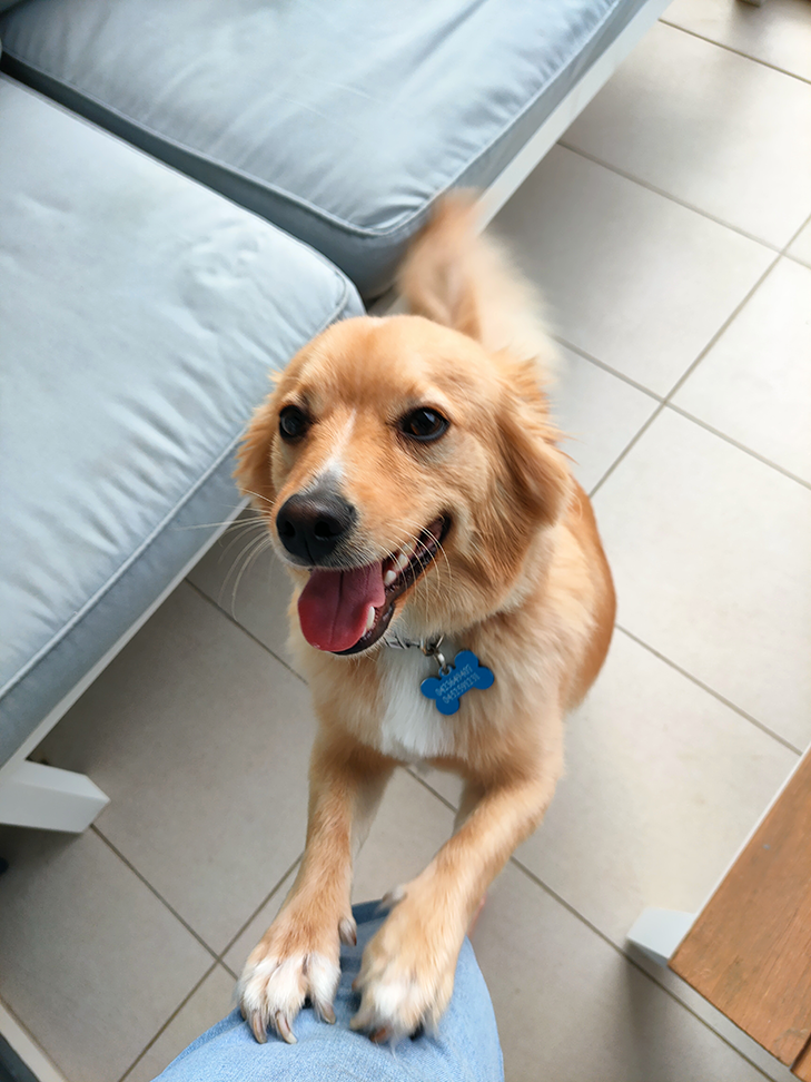 smol happy pupper smol happy pupper