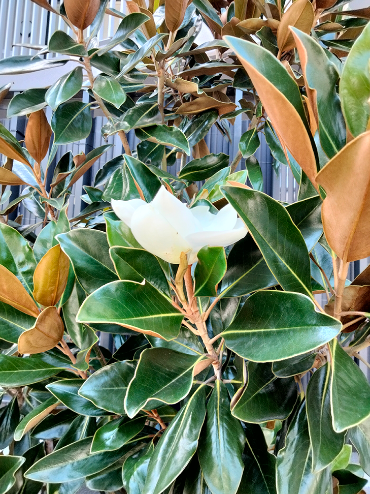 OPPO A53 and A53s review: camera sample OPPO A53 and A53s review: camera sample