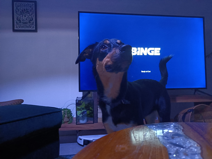 Realme 7 5G camera sample: sharp Billie (so regal) Realme 7 5G camera sample: sharp Billie (so regal)
