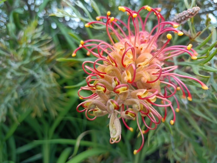 Realme 7 5G camera sample: flower Realme 7 5G camera sample: flower
