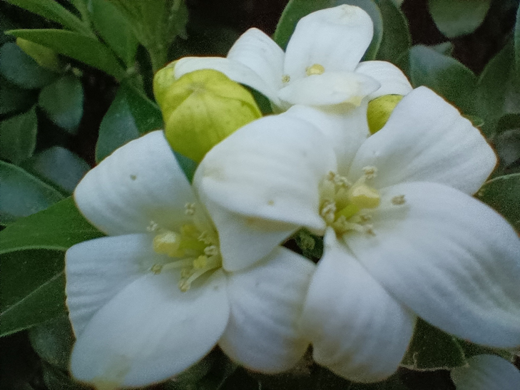 Realme 7 5G camera sample: macro flower Realme 7 5G camera sample: macro flower