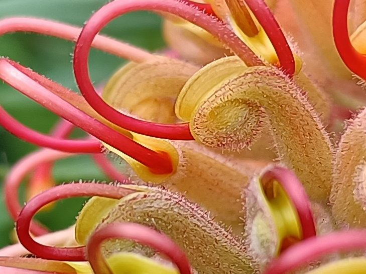 Realme 7 5G camera sample: 100% crop of flower Realme 7 5G camera sample: 100% crop of flower