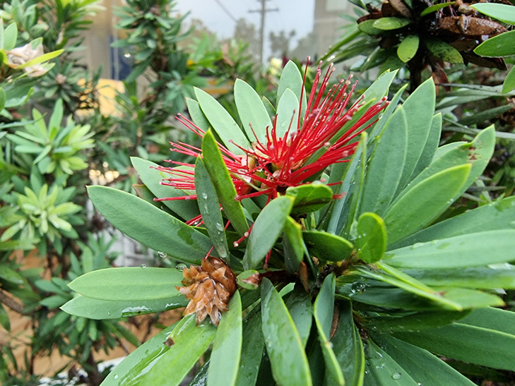 Samsung Galaxy S21 Ultra camera sample: flower