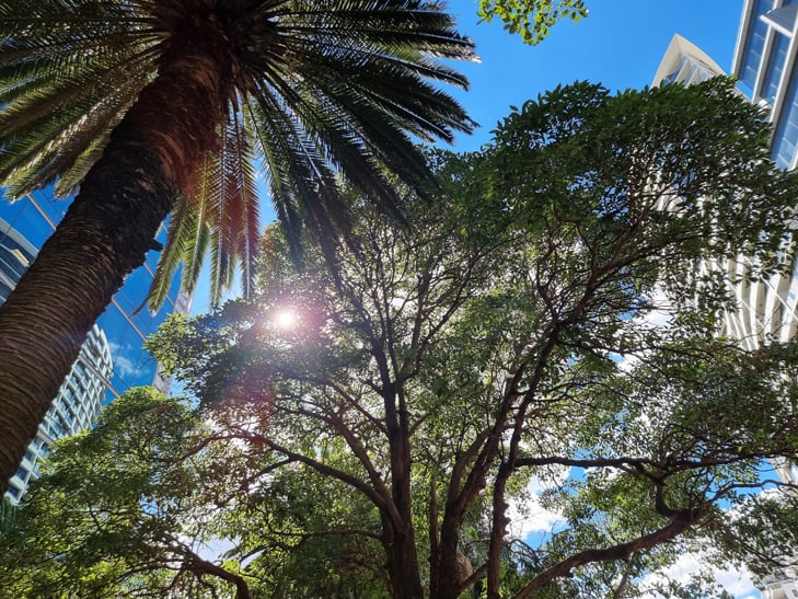 Samsung Galaxy S21 Ultra camera sample: trees