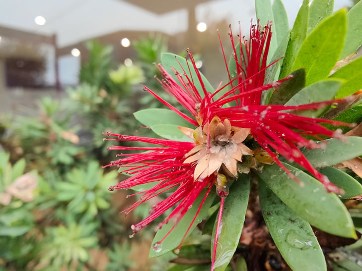 OPPO Find X3 Pro camera sample: flower