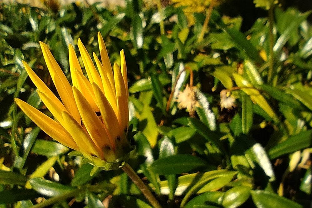 macro flower macro flower