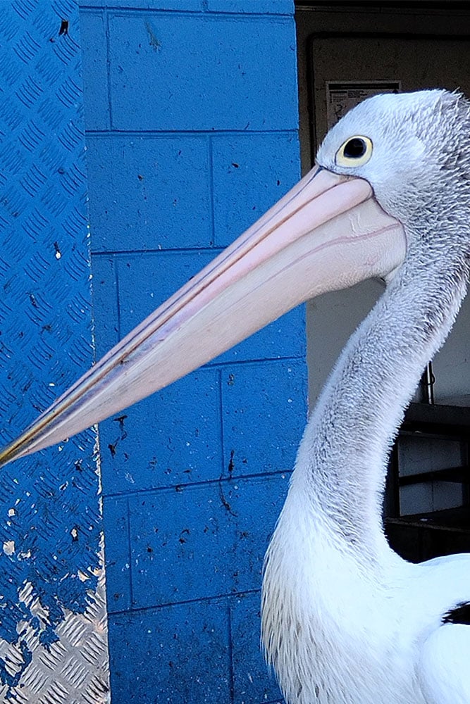 pelican photo pelican photo