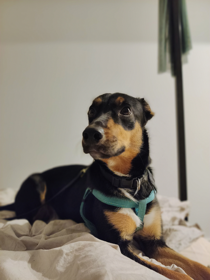 Vivo X60 Pro 5G camera sample: Billie Vivo X60 Pro 5G camera sample: Billie