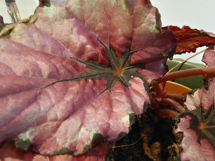Vivo X60 Pro 5G camera sample: flower Vivo X60 Pro 5G camera sample: flower