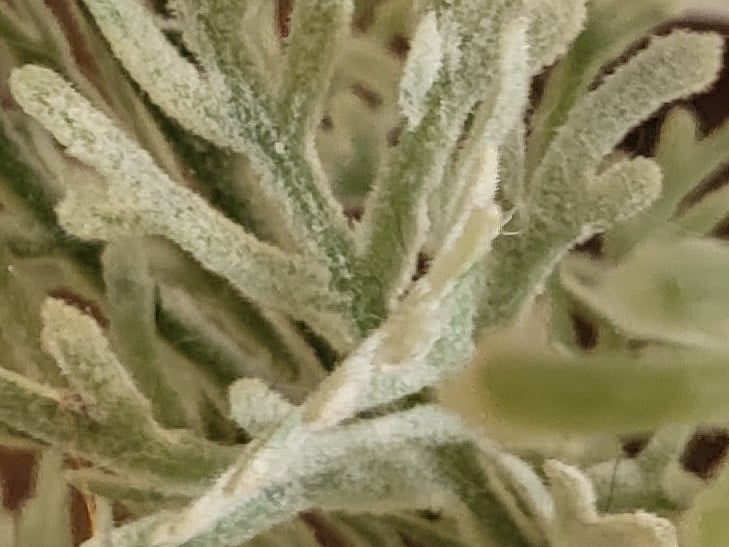 Samsung Galaxy Z Flip 3 camera sample: 100% crop of plant Samsung Galaxy Z Flip 3 camera sample: 100% crop of plant
