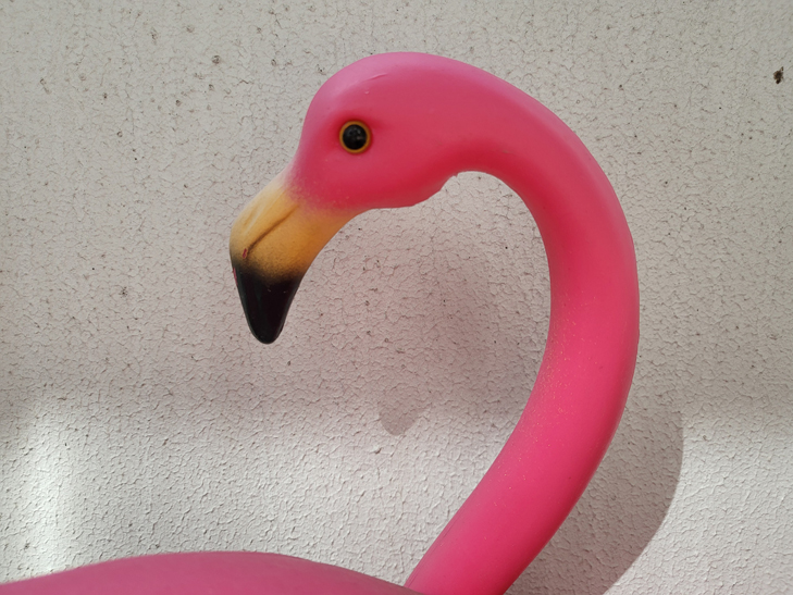 Samsung Galaxy Z Flip 3 camera sample: flamingo Samsung Galaxy Z Flip 3 camera sample: flamingo