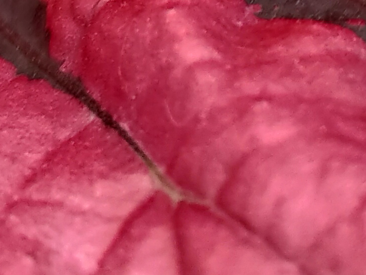 ASUS Zenfone 8 camera sample: 100% crop of flower ASUS Zenfone 8 camera sample: 100% crop of flower