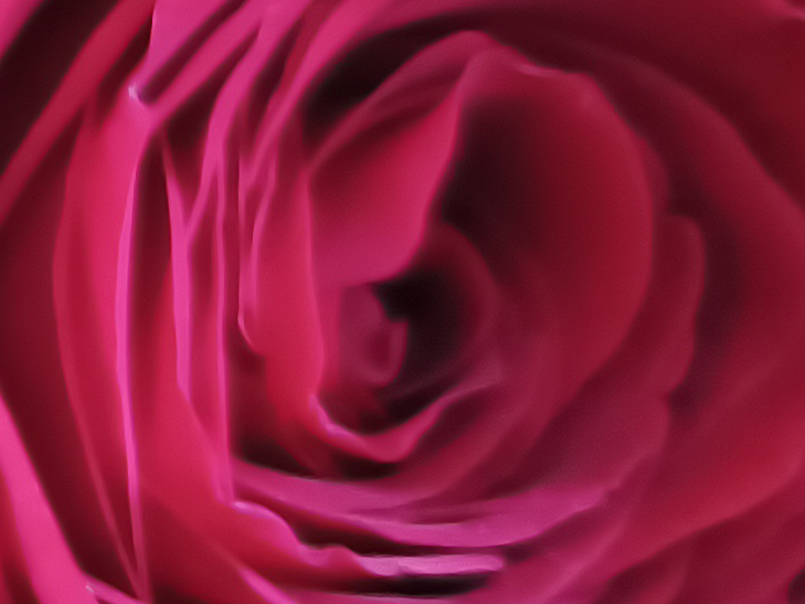 Motorola Edge 20 Fusion camera sample: 100% crop of roses Motorola Edge 20 Fusion camera sample: 100% crop of roses