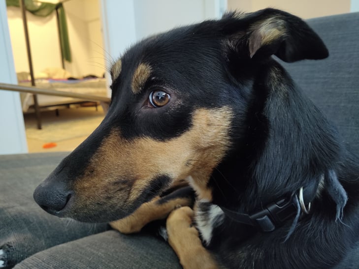 TCL 20 Pro 5G camera sample: Billie TCL 20 Pro 5G camera sample: Billie