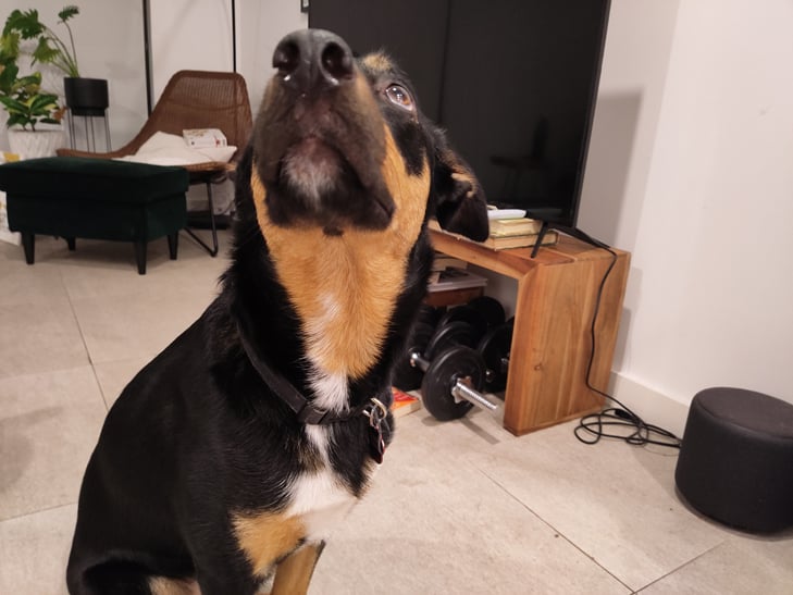 TCL 20 Pro 5G camera sample: Billie TCL 20 Pro 5G camera sample: Billie