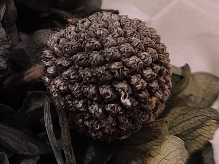 TCL 20 Pro 5G camera sample: 100% crop of flower TCL 20 Pro 5G camera sample: 100% crop of flower