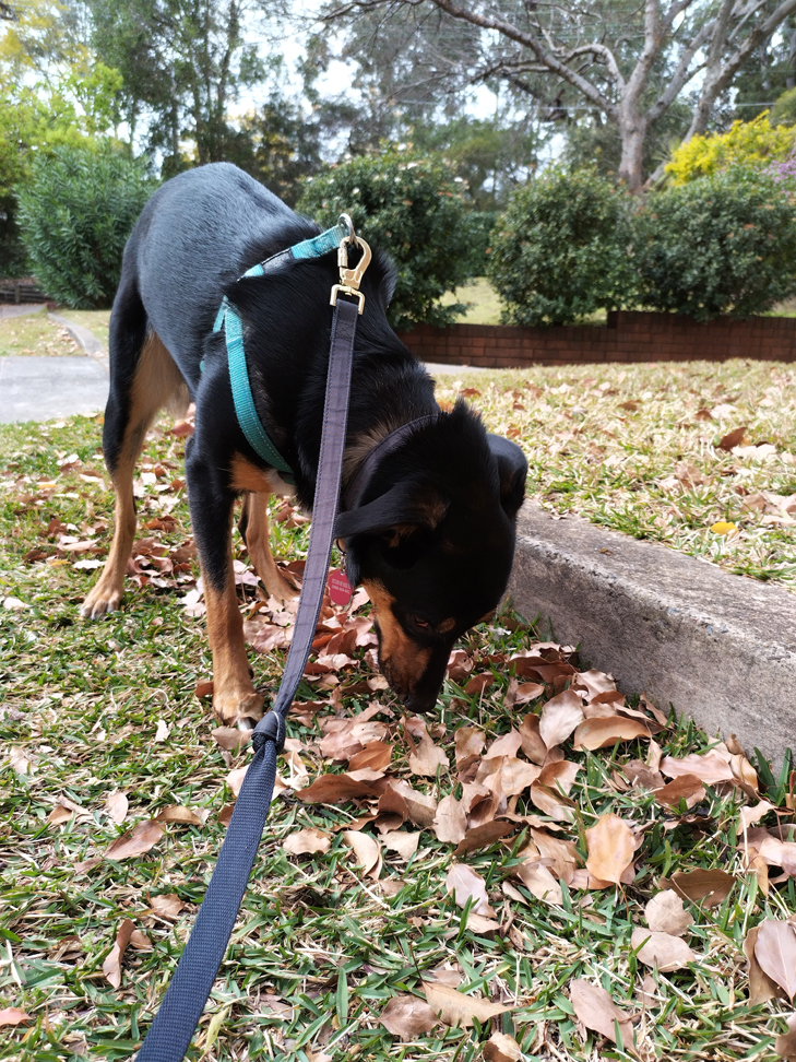 Nokia XR20 camera sample: Billie Nokia XR20 camera sample: Billie