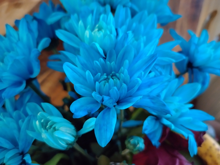 Nokia XR20 camera sample: flowers Nokia XR20 camera sample: flowers