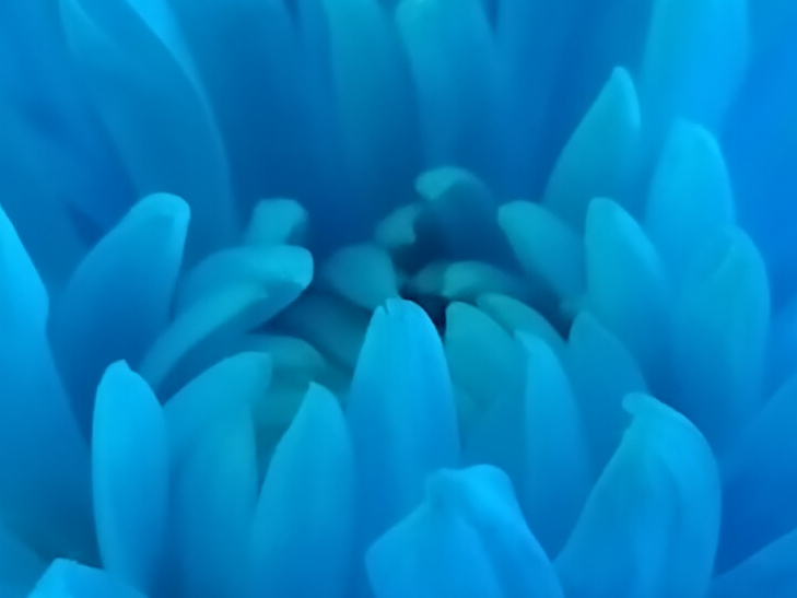 Nokia XR20 camera sample: 100% crop of flowers Nokia XR20 camera sample: 100% crop of flowers