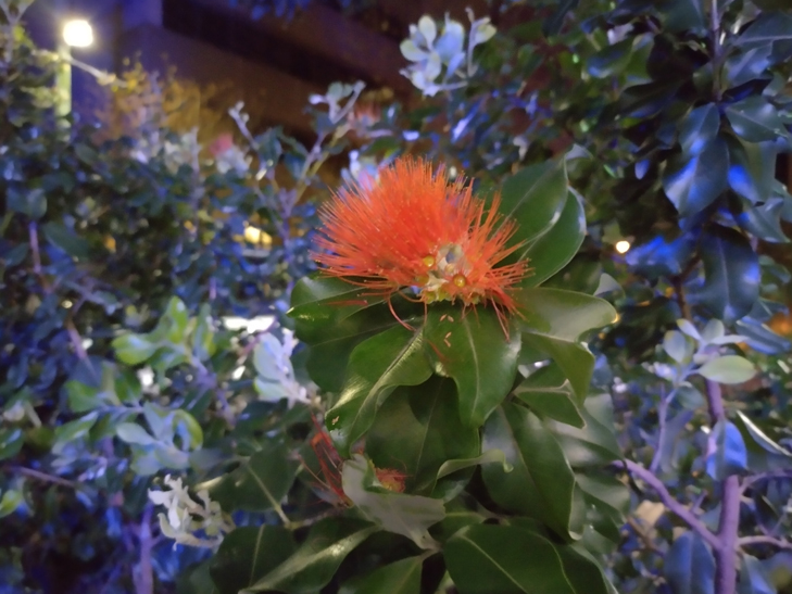 Nokia XR20 camera sample: flower at night Nokia XR20 camera sample: flower at night