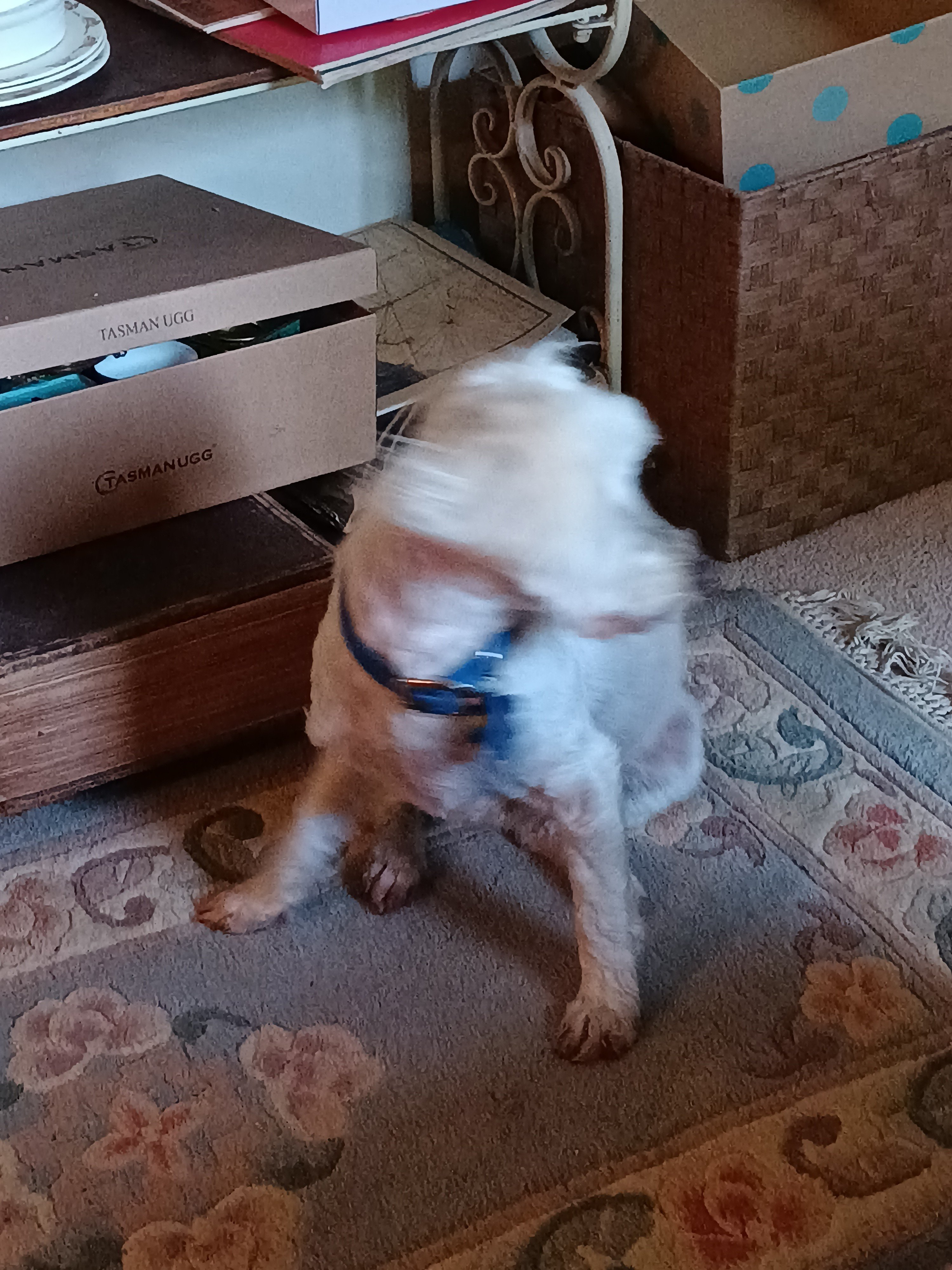 Image of blurry white dog Image of blurry white dog