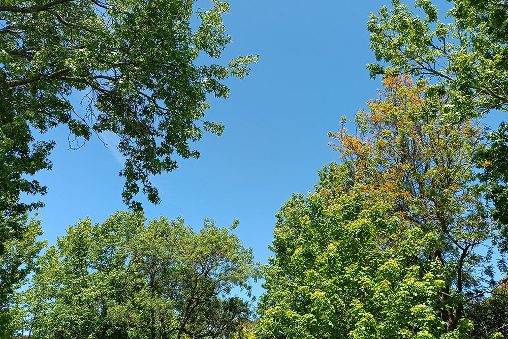Image of trees and sky Image of trees and sky