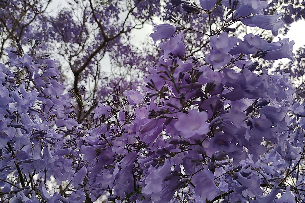'Active' shot of a jacaranda 'Active' shot of a jacaranda