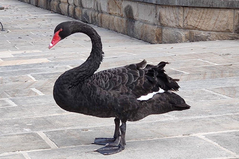 Black swan with red beak Black swan with red beak