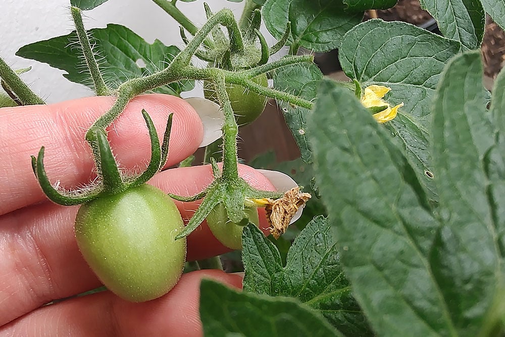 Macro lens - tomatoes Macro lens - tomatoes