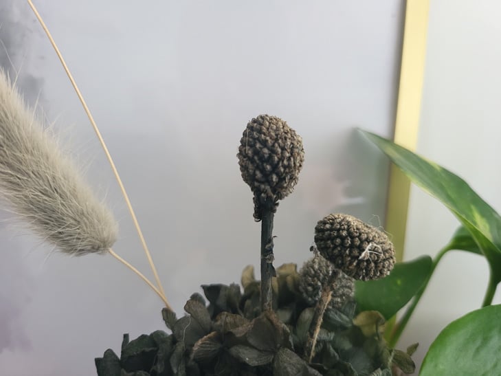 Samsung Galaxy Z Fold 3 camera sample: flower Samsung Galaxy Z Fold 3 camera sample: flower