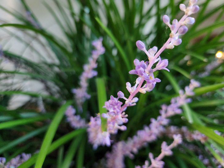 Samsung Galaxy S22+ camera sample: flower Samsung Galaxy S22+ camera sample: flower