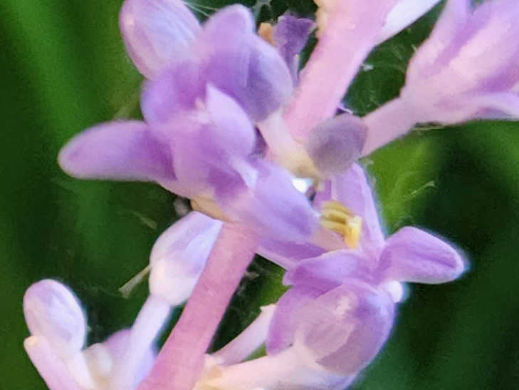 Samsung Galaxy S22+ camera sample: 100% crop of flower Samsung Galaxy S22+ camera sample: 100% crop of flower