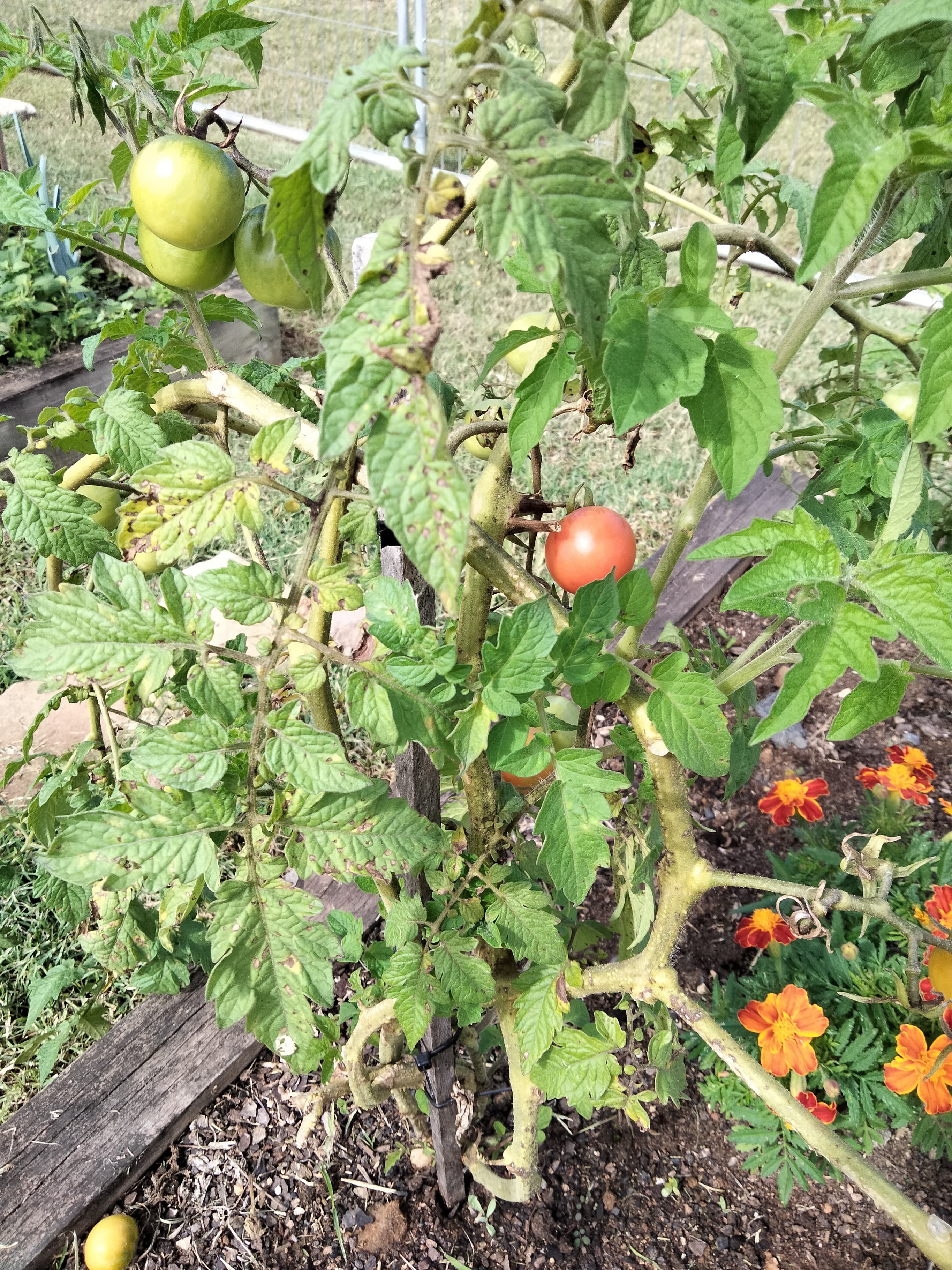 OPPO A76 camera sample: tomatoes